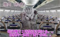 小红书猫meme视频火爆，企业新媒体抢占流量密码